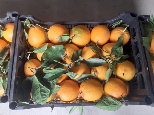 *Caissette* 8kg Oranges Navel Blondes ''Non traités''