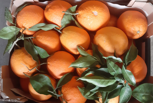 *Caissette* 8kg Oranges sanguines Tarocco Ippolito de Sicile, ''Non traités''