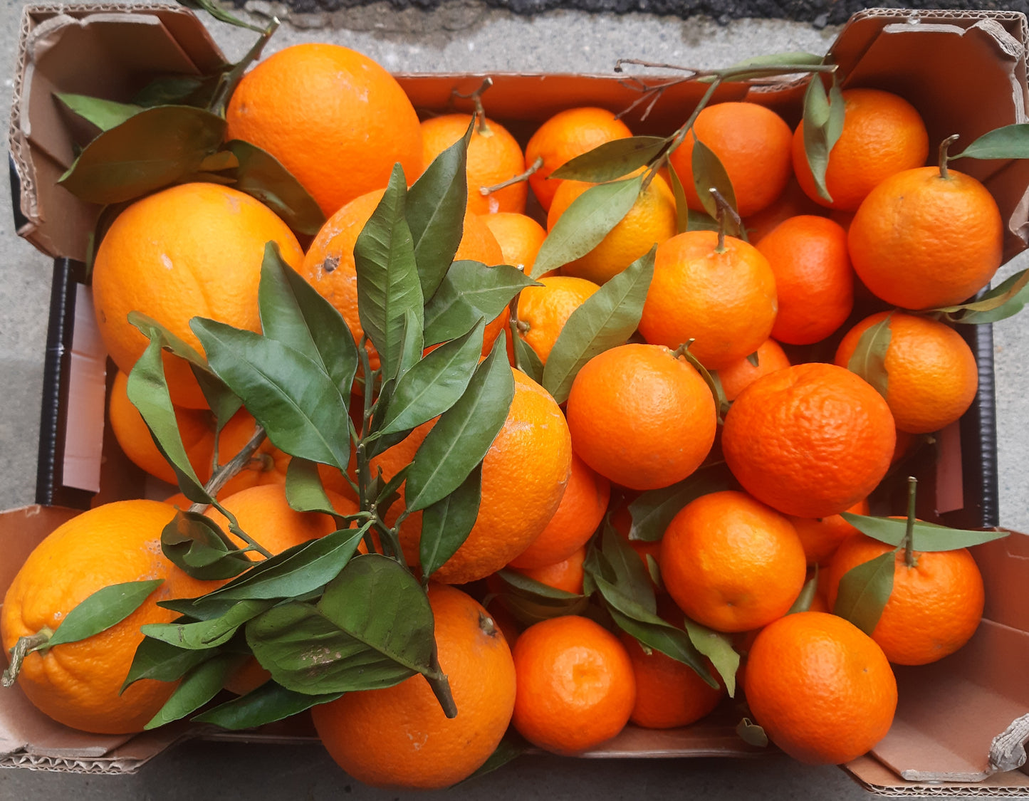 *Caissette* 8kg mixte de Sicile oranges sanguines Tarocco Ippolito et clémentines sans pépins ''Non traités''