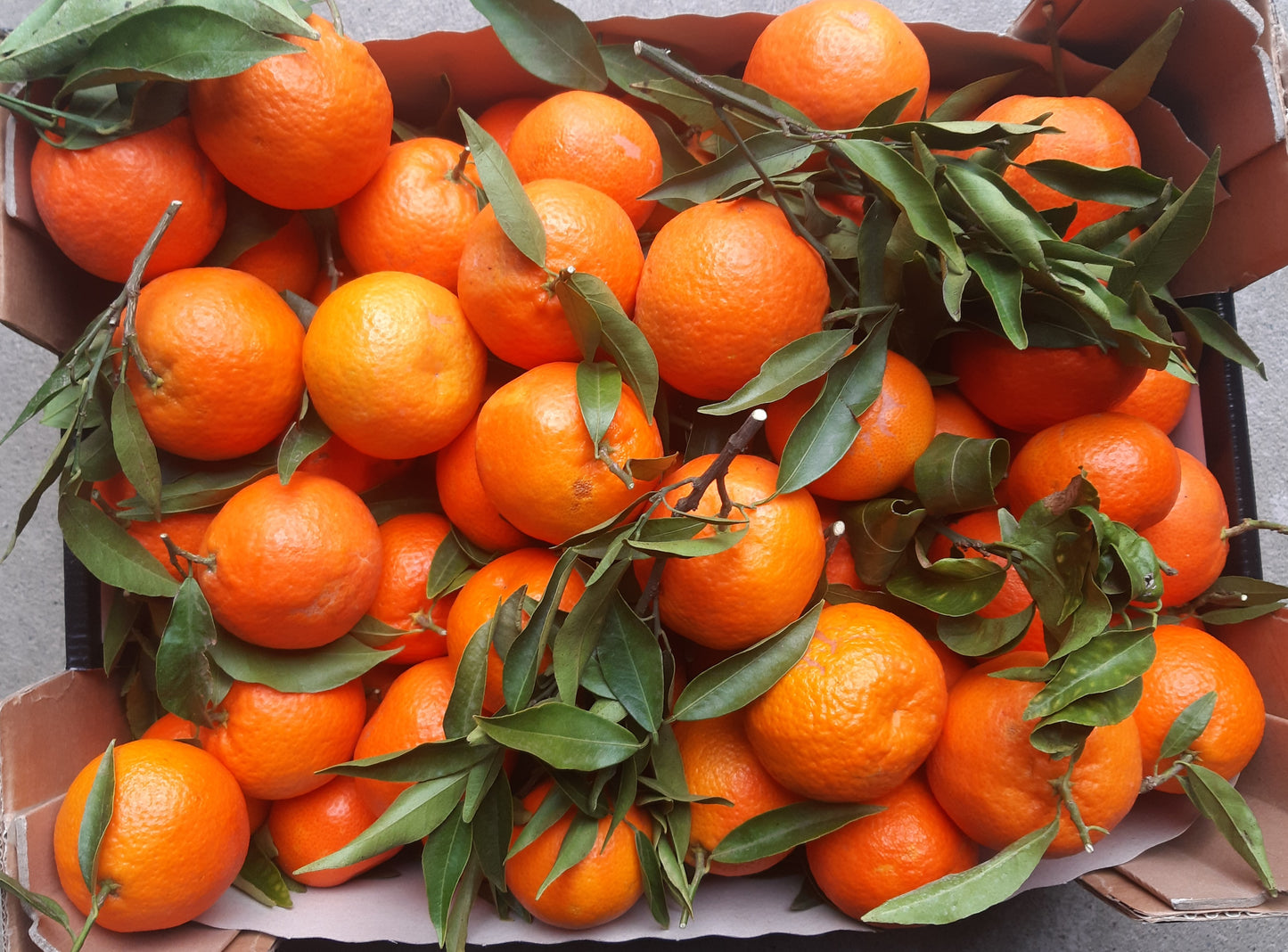 *Caissette* 8kg Clémentines de Sicile sans pépins ''Non traités''