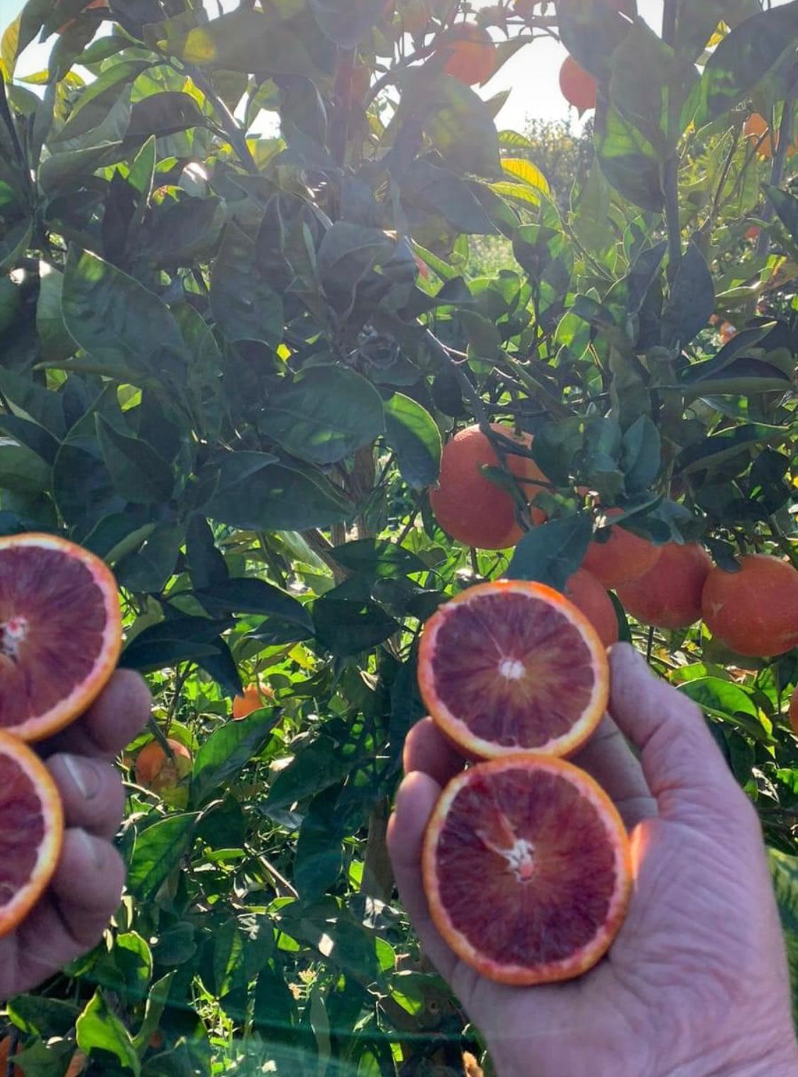 *Caissette* 8kg mixte de Sicile oranges sanguines Tarocco Ippolito et clémentines sans pépins ''Non traités''