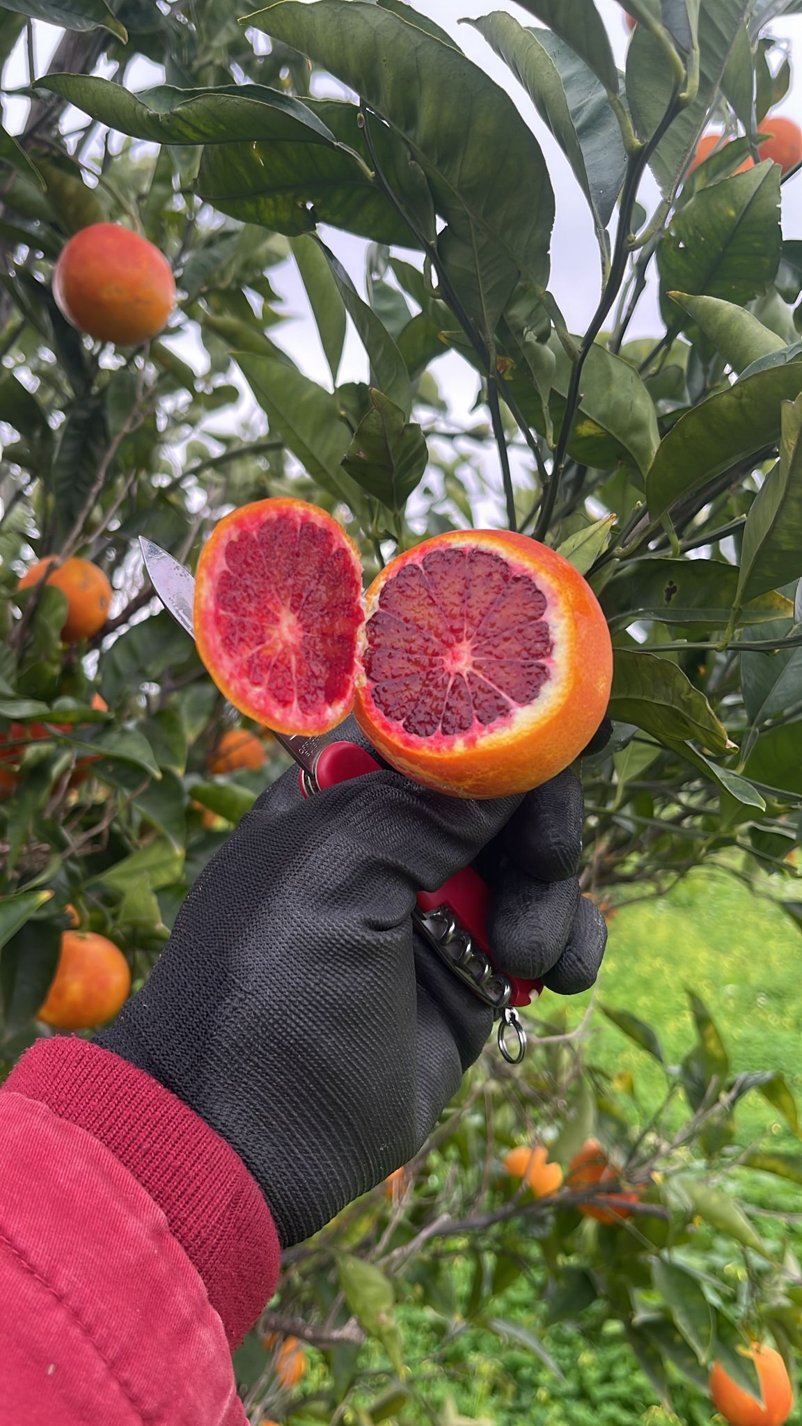 *Caissette* 8kg mixte de Sicile oranges sanguines Tarocco Ippolito et clémentines sans pépins ''Non traités''