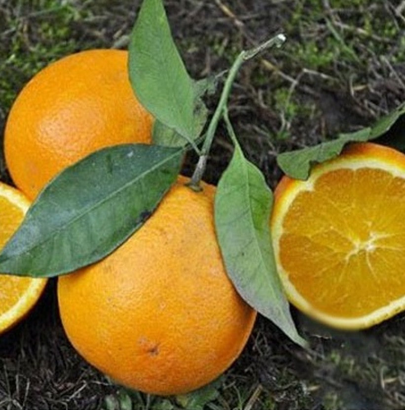 *Caissette* 8kg Oranges Navel Blondes ''Non traités''