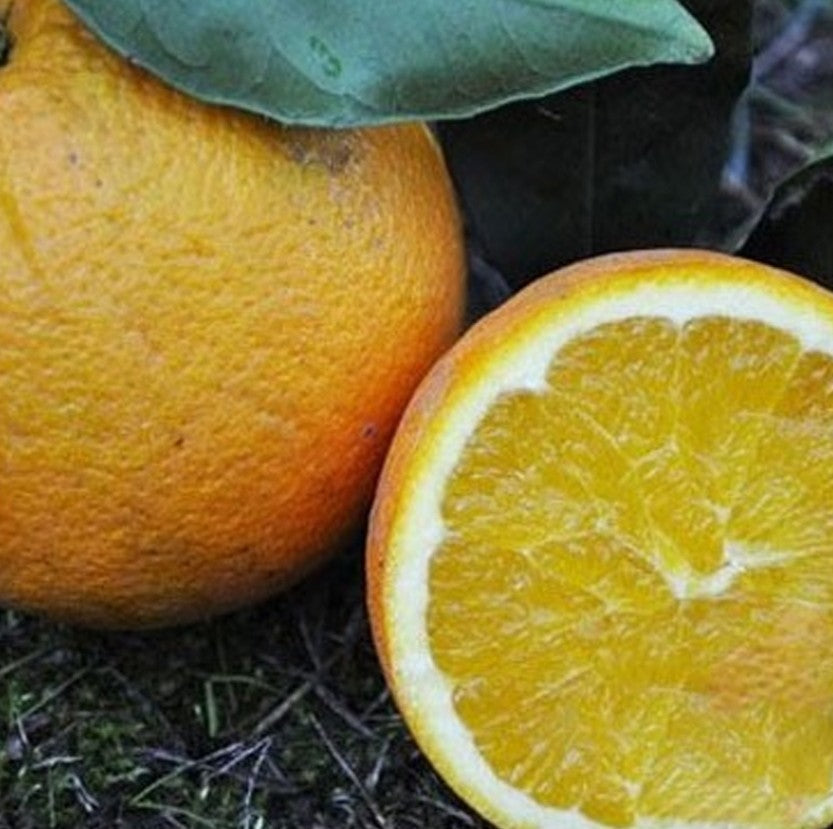 *Caissette* 8kg Oranges Navel Blondes ''Non traités''