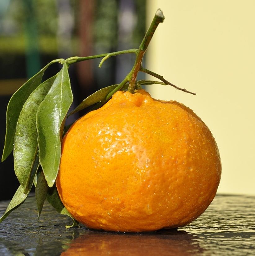 *Caissette* 8kg mixte de Sicile oranges sanguines Tarocco Ippolito et clémentines sans pépins ''Non traités''